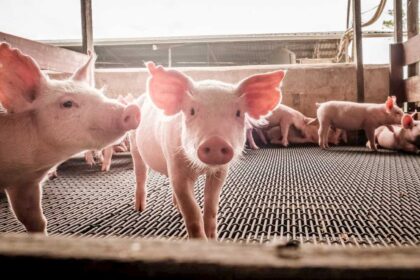 Suíno: competitividade da carne frente à de frango é a maior em 12 anos