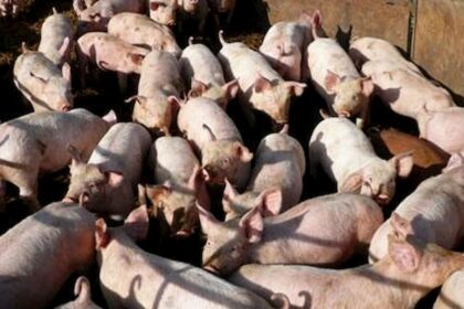 Nebulização é essencial para prevenção de doenças respiratórias em aves e suínos