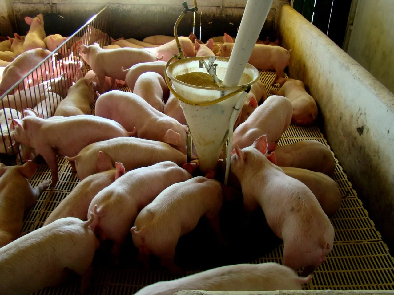 Suíno: Exportações de carne suína bateram recorde, confira!