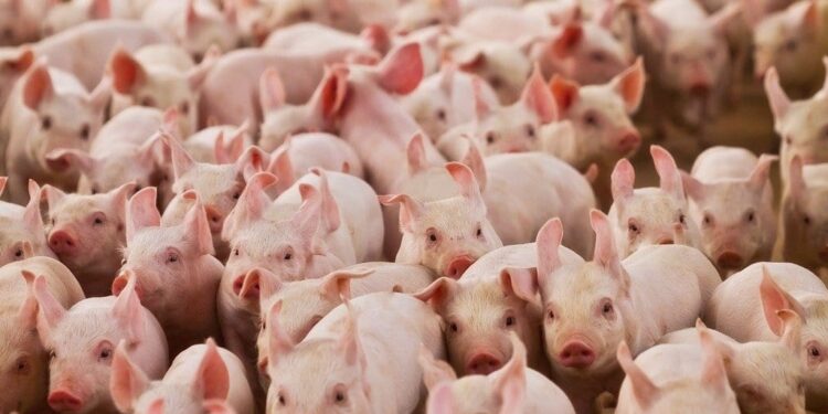 Novo caso de peste suína na Alemanha é constatado fora de área mapeada