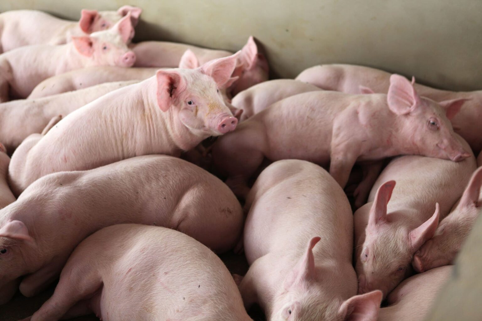 Suínos: competitividade da carne recua frente a concorrentes