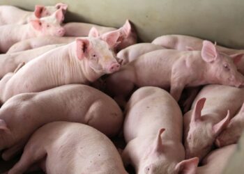 Santa Catarina amplia em 35% as exportações de carne suína no ano de 2020