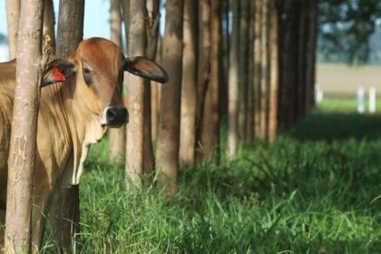 Sustentabilidade deve ser a marca da agropecuária pós-pandemia, afirmam especialistas