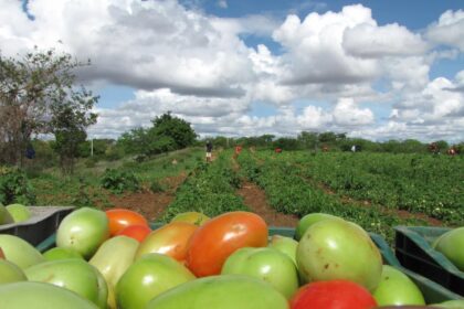 Tomate: geada e frio diminuem oferta; preços sobem