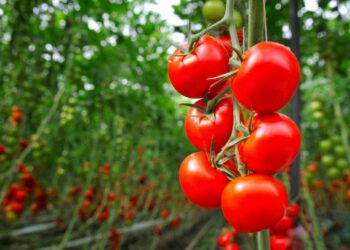 Baixas temperaturas impactam oferta de cenoura e tomate; alta ultrapassa 50% no atacado de 5 estados brasileiros