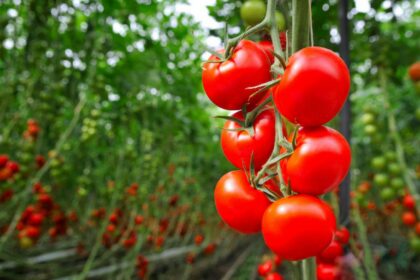 Baixas temperaturas impactam oferta de cenoura e tomate; alta ultrapassa 50% no atacado de 5 estados brasileiros