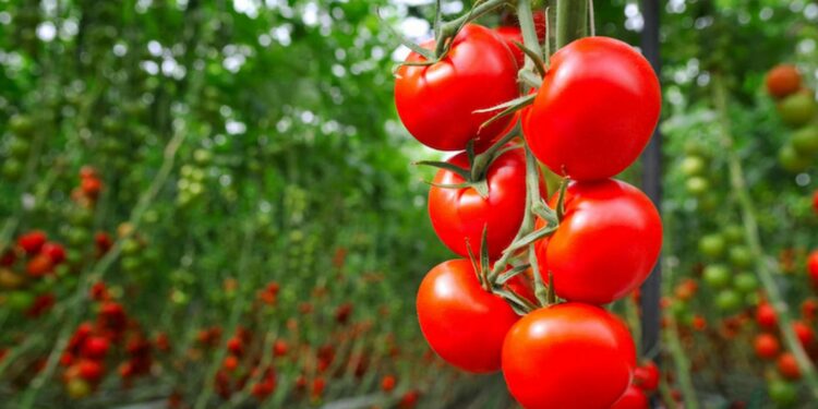 Dia do tomate - Associação Tomate BR traz números do setor, confira