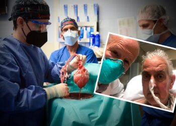 Paciente se recupera após transplante inédito com coração de porco [vídeo]