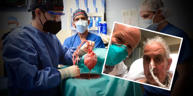 Paciente se recupera após transplante inédito com coração de porco [vídeo]