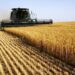 Brasil pode implementar cota de trigo até o final de 2019, diz autoridade