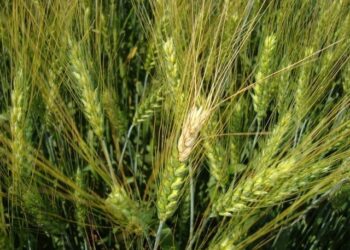 Armazenamento inadequado do trigo pode colocar colheita em risco