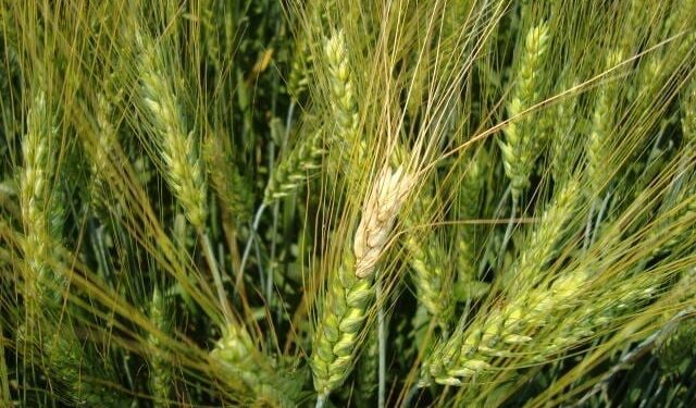 Santa Catarina amplia em 15% a área plantada de trigo