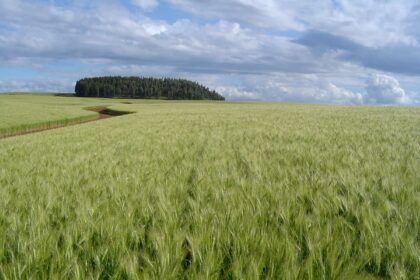 Condições climáticas afetam produção de trigo no estado de São Paulo