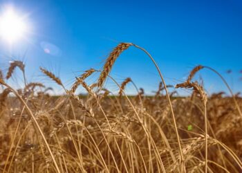 Trigo: Boletim de Monitoramento Agrícola apresenta efeitos positivos das chuvas no cultivo do trigo