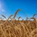 Trigo: Boletim de Monitoramento Agrícola apresenta efeitos positivos das chuvas no cultivo do trigo