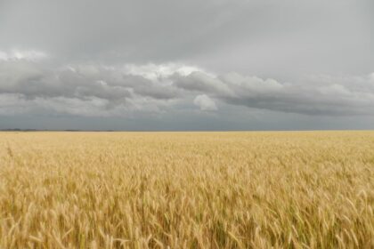 Argentina deverá colher 22,1 milhões de toneladas de trigo em 2021/22