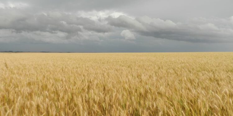 Argentina deverá colher 22,1 milhões de toneladas de trigo em 2021/22