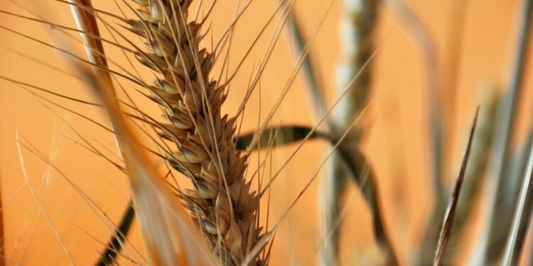 Geadas podem atrapalhar safra de trigo no estado de São Paulo