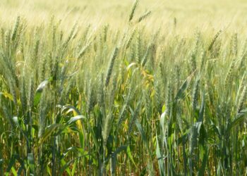 Mercado do trigo se recuperou após longa queda em 2023
