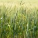 SC reforça a importância do cultivo de cereais de inverno para ração animal