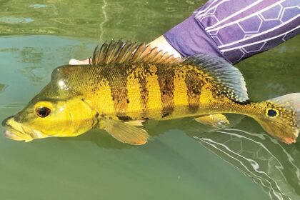 Confira atualização das regras para exploração comercial de peixes no Amazonas