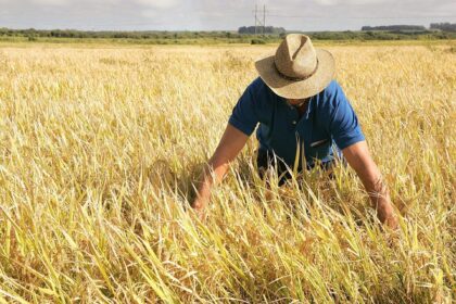 Arroz terá produção 14,7% maior