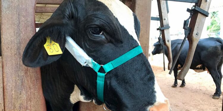 Pesquisadores escutam vacas em método inédito para avaliação de conforto térmico