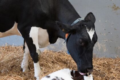 Veja dicas para o pós-parto de vacas leiteiras