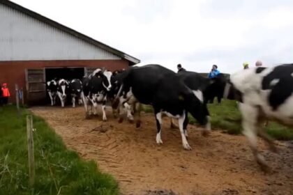 Vídeo: Vacas da Dinamarca fazem dança engraçada após meses de confinamento