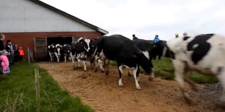 Vídeo: Vacas da Dinamarca fazem dança engraçada após meses de confinamento