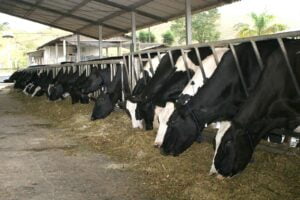 leite vacas