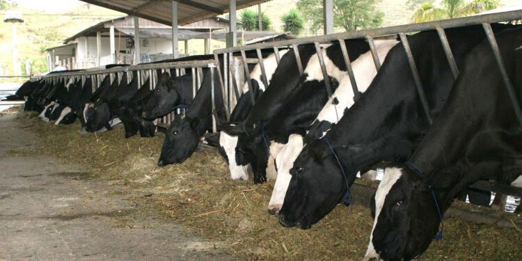 Fazendas profissionais de leite aumentam produção por vaca em 4,7%, mesmo com pandemia