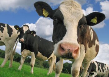 Você sabia que as vacas passam por mudança de personalidade?