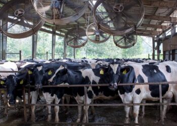 Produção de leite no Brasil: Parceria pode fazer país se tornar exportador de lácteos