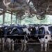 Produção de leite no Brasil: Parceria pode fazer país se tornar exportador de lácteos