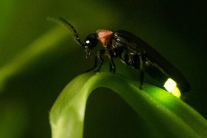 Como o Vaga-lume emite luz?