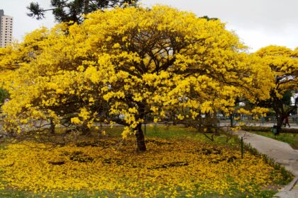 Climatempo: veja a tendência do clima para a primavera na região sudeste