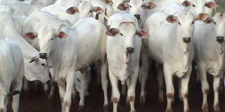 Boi: abate de bovinos em Mato Grosso aumentou em 2022