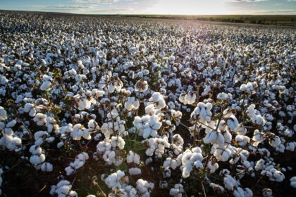 Algodão: preço da pluma impulsiona mercado em Mato Grosso