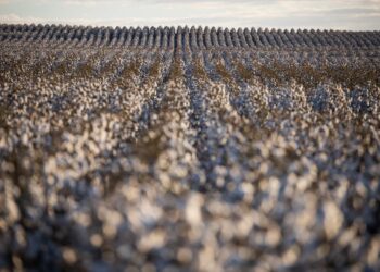 Valorização do algodão não impede queda na média de julho
