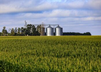 Milho: armazenagem de grãos permanece em déficit, diz Conab