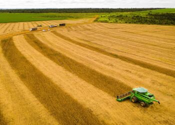 Confira 1ª estimativa de oferta e demanda da soja em grãos de MT