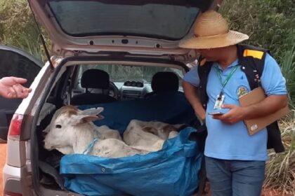 Deu ruim! Motorista é multado por transportar bezerros no porta-malas e sem GTA