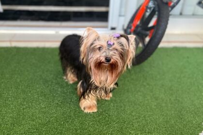 Doença do carrapato: seu cachorro pode estar com sintomas, confira!