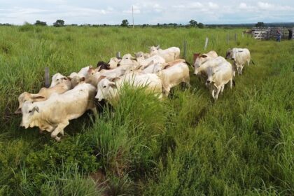 Boi: preço médio da carne bovina é o menor desde 10/2019