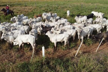 Produção de carne bovina de Mato Grosso registrou incremento, confira!