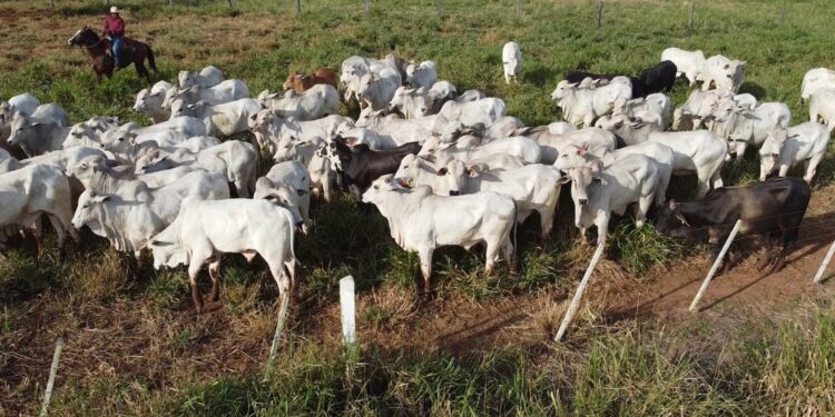 Boi: abate de bovinos aumentou em março/22