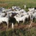 Produção de carne bovina de Mato Grosso registrou incremento, confira!