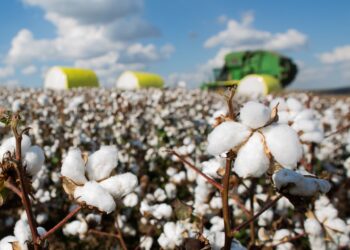 Plantio do algodão atinge 47,81% da área prevista