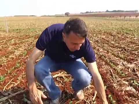 É hora de cuidar do manejo de plantas daninhas em soja